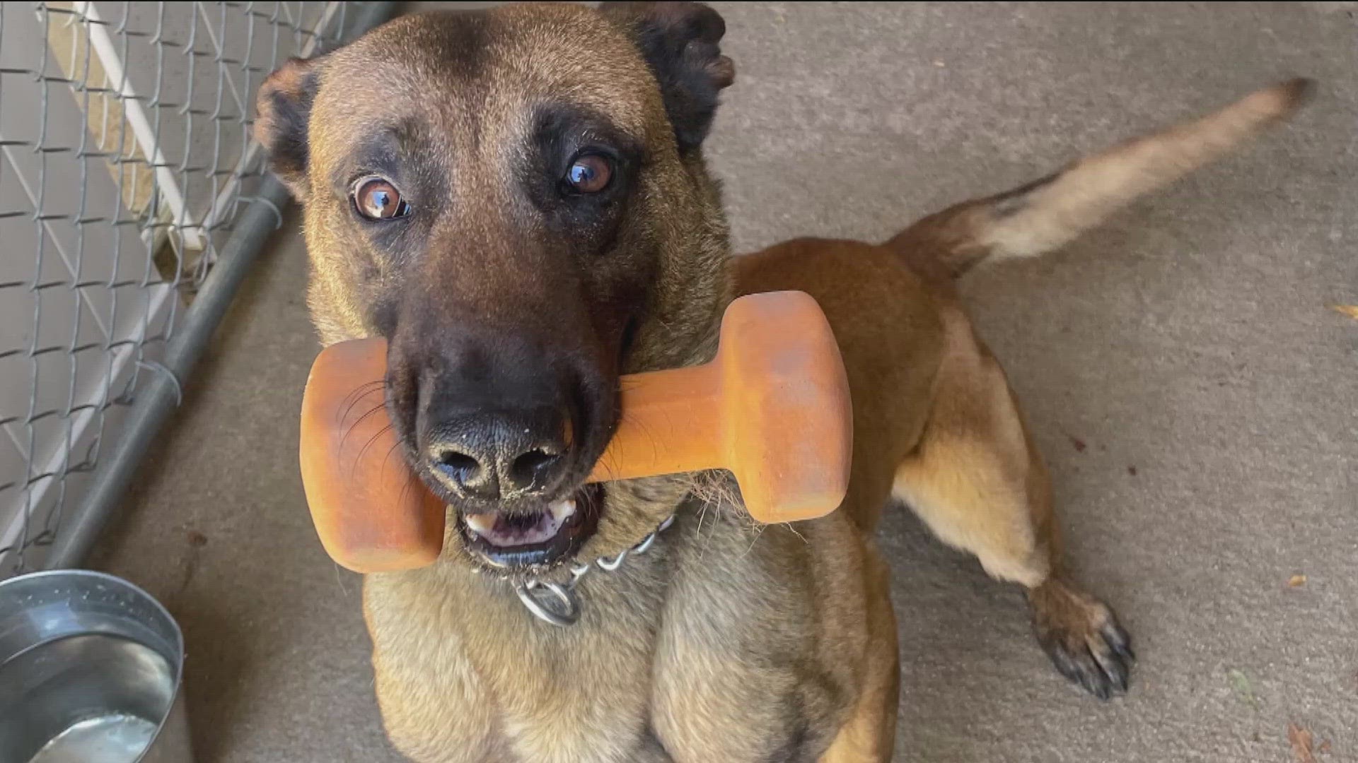Jackie, a German Shepherd, with his favorite toy.