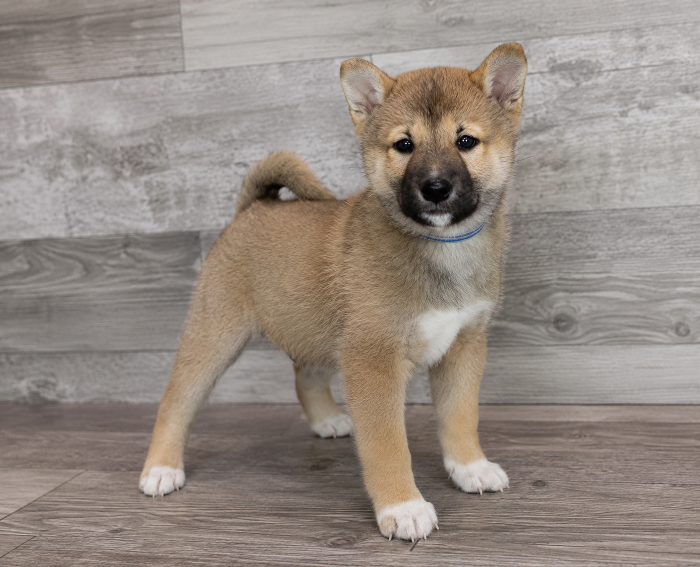 Nova, a Shiba Inu puppy