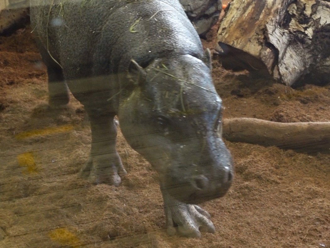 Mikolas, the pygmy hippo